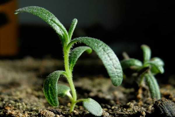 Planting and caring for rosemary outdoors