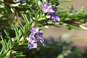 Tumbuhan rosemary tumbuh di kawasan Leningrad di ladang terbuka dan di dalam periuk