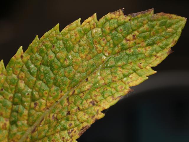 Septoria en menta