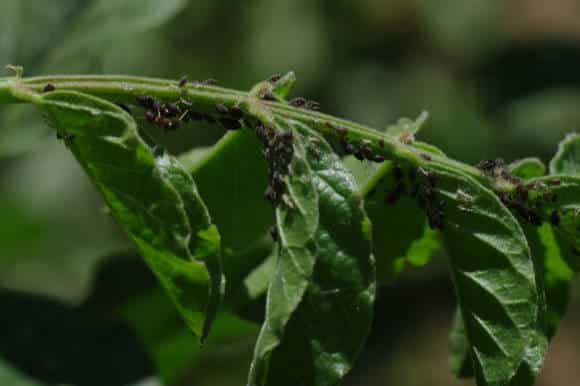 škodcovia mäty