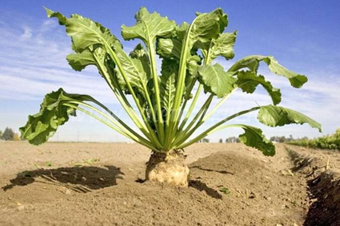 sugar beet on the field