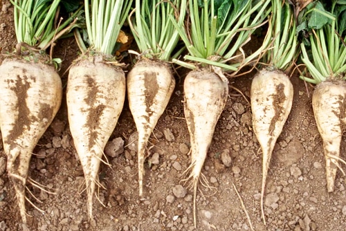 appearance of sugar beet