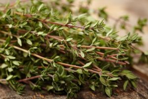 How to grow thyme, features of outdoor care in the garden