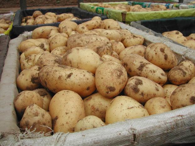 potato harvest