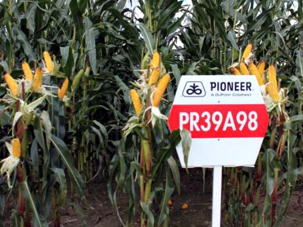 perintis jagung di ladang terbuka