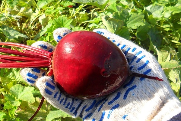 beets for sowing