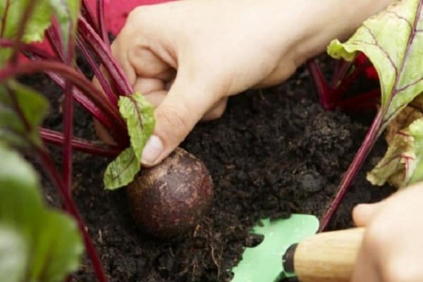 culture de légumes