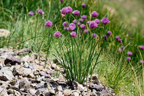 tasas de semillas