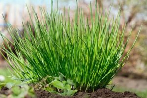 Description des variétés de ciboulette, en particulier la culture et les soins