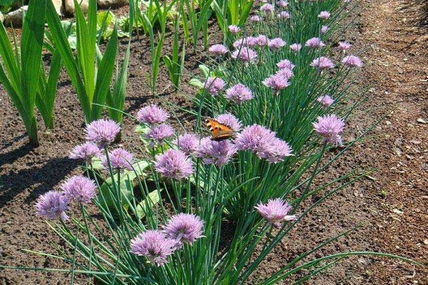 chives in cooking