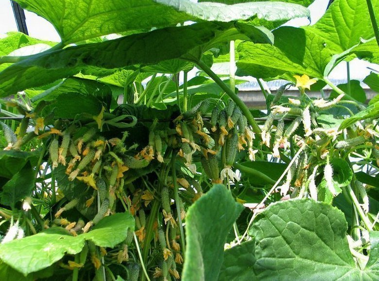 cucumber Garland f1 in the open field