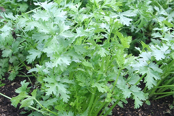 semillas de cilantro