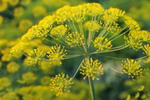 Description des meilleures variétés (graines) d'aneth, à cultiver sur des verts en plein champ