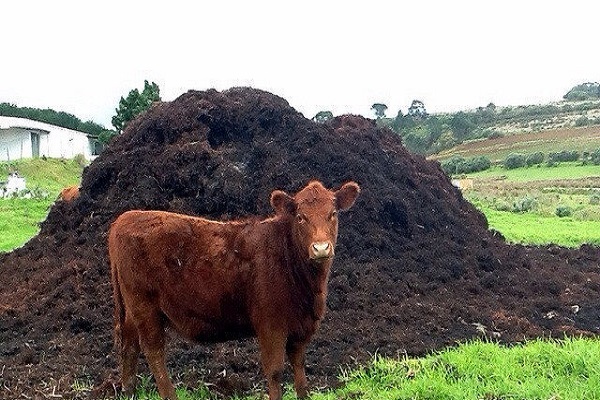 mulch the soil