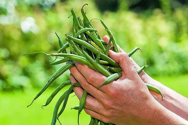 les jardiniers préfèrent