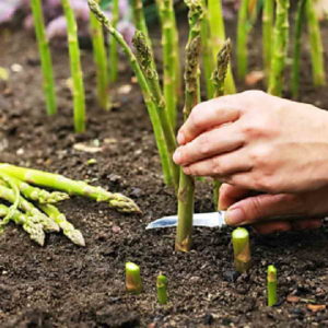 Cómo cultivar y cuidar espárragos al aire libre en casa