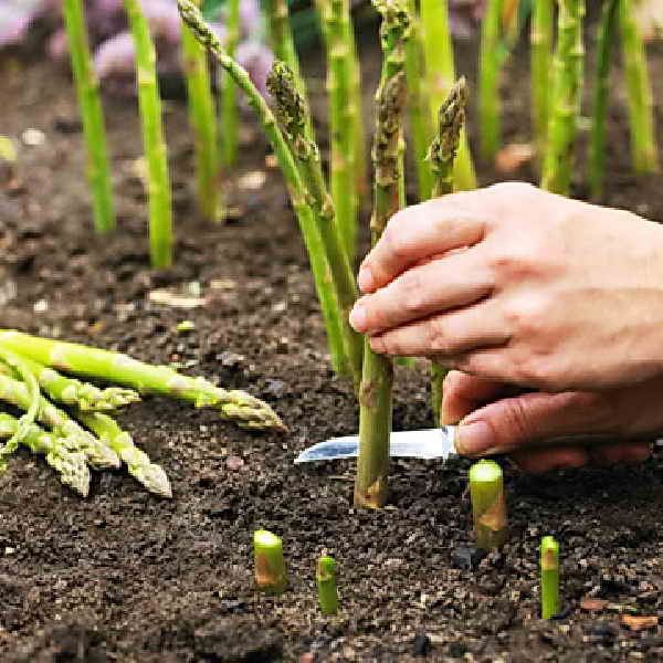 cueillette des asperges