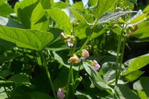 Description des meilleures variétés et types de haricots verts avec des noms