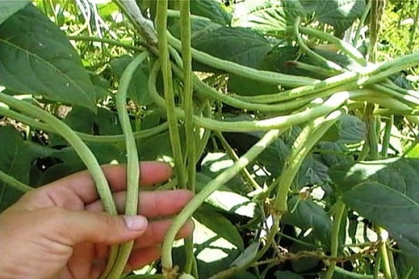 variétés de sucre