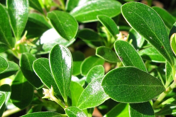 bearberry leaves