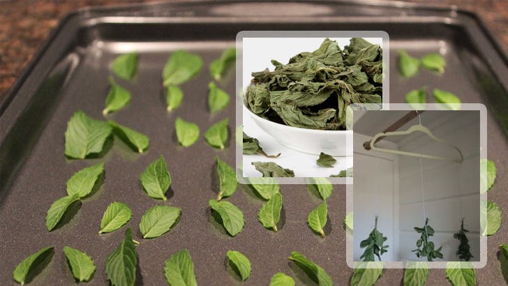 drying mint