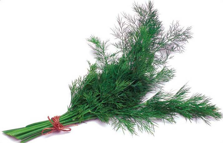 dill sprigs