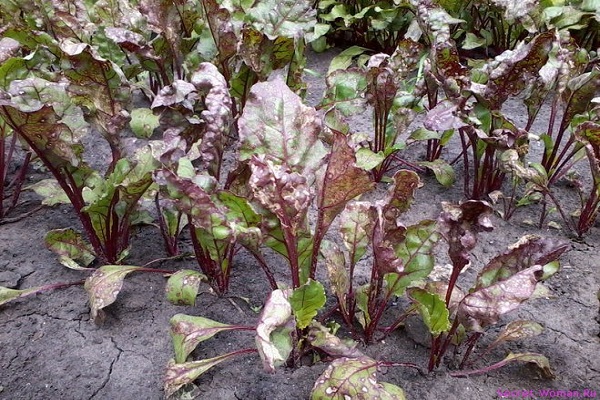 Beet powdery mildew disease