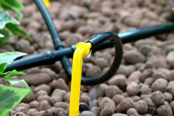 drip irrigation