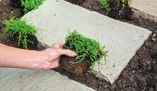 planting thyme