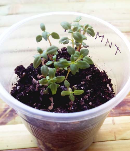 thyme seedlings