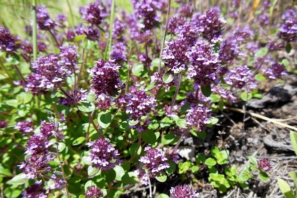 contraindications for thyme