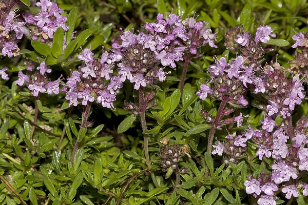 principales variétés