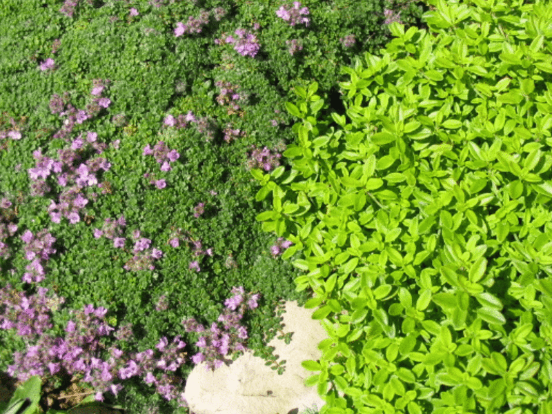 thyme bushes