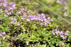 Description of the Marshall thyme variety, features of cultivation and care