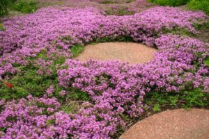 Berkembang dan menjaga thyme menjalar di luar rumah