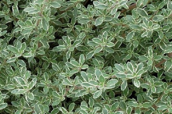 lemon-scented thyme