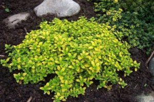 Useful properties of Silver Queen lemon-scented thyme, planting and care features