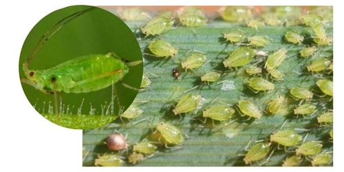 hijau aphid