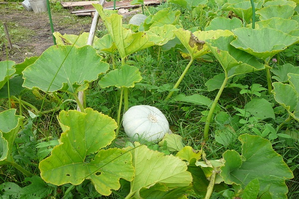 menyerupai kacang