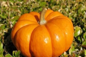 Description of varieties of large-fruited pumpkin Rossiyanka, Sweetie, Kroshka, 100-pound and others, their cultivation