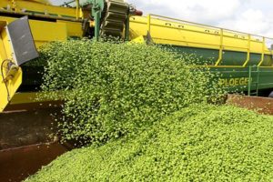 When to harvest peas for grain and how to do it right