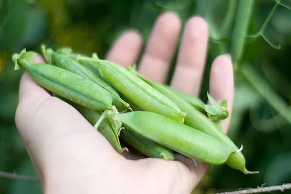 to harvest