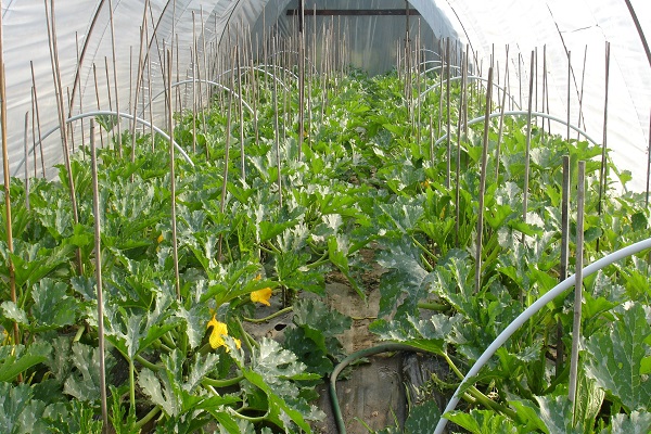 zucchini in a greenhouse