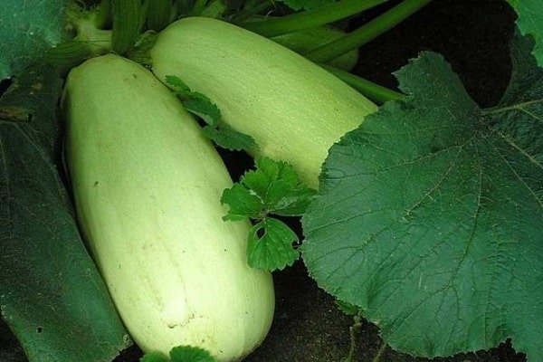 los jardineros están intentando