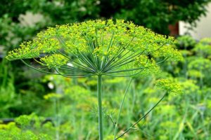 Comment planter de l'aneth en pleine terre avec des graines pour qu'il pousse rapidement