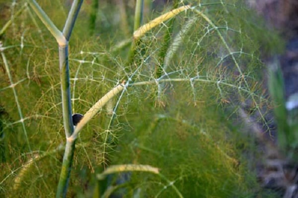 variétés de maladies