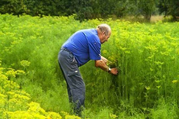 plantando eneldo