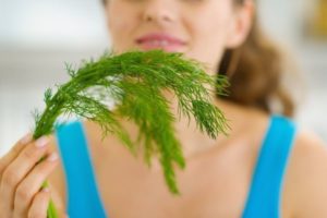 Useful and medicinal properties of dill seeds, possible contraindications for the health of the human body