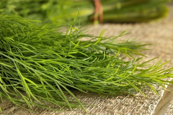 Dill Look Monk Beard