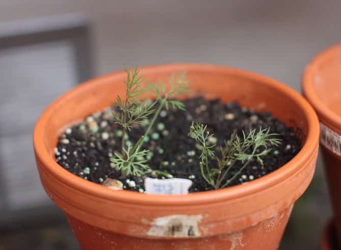 fertilizer in a pot